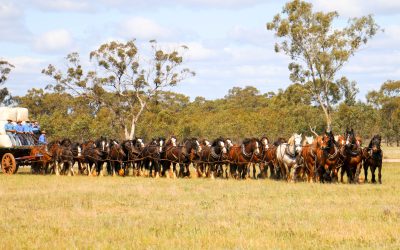 Australian record attempt at horses in harness in new three-day Good Old Days Festival