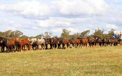Nation’s teamsters set to break world record horse hitch at Barellan