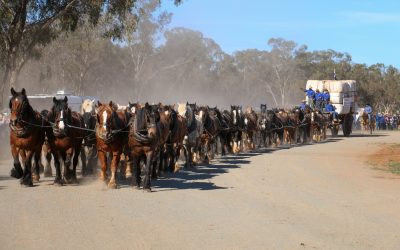 Golden moment for Barellan as teamsters become legends with 62 horse team