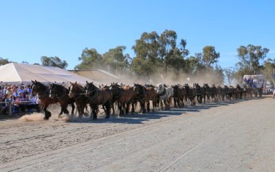 Records spill for horses, bullocks and crowd at biggest festival yet