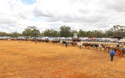 Bullock drivers stun Australia with a team of 56 to break record