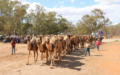 Camel team sails into the record books at Good Old Days Festival