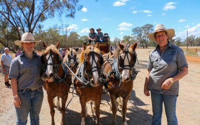 Eight-in-hand pony team recreates history of Cobb & Co in miniature
